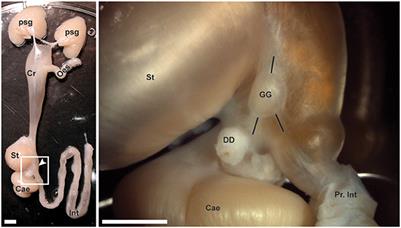 The Gastric Ganglion of Octopus vulgaris: Preliminary Characterization of Gene- and Putative Neurochemical-Complexity, and the Effect of Aggregata octopiana Digestive Tract Infection on Gene Expression